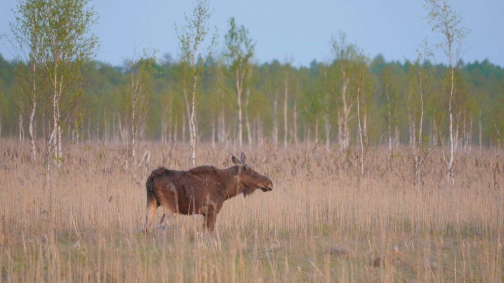 Elk (Alces alces) on Biebrza Marshes Poland