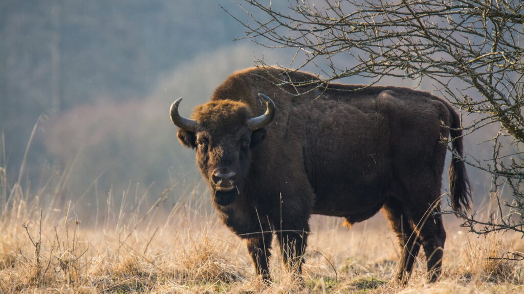 European bison in Bialowieza forest