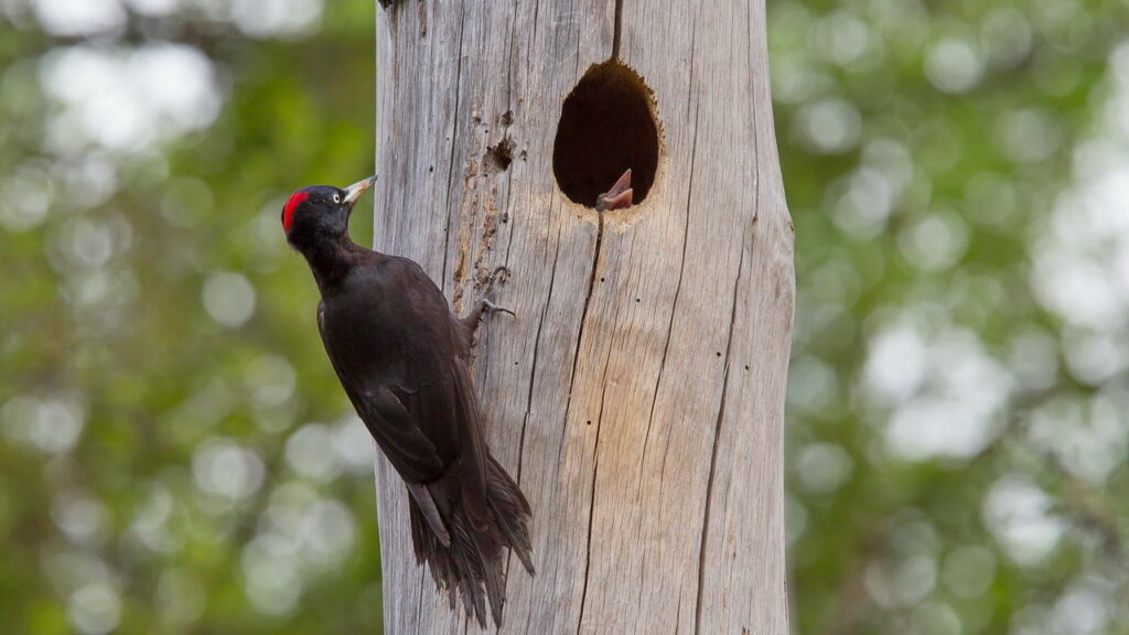 black-woodpecker-nesthole