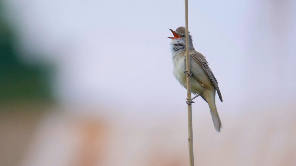 Great reed warbler on Biebrza Marshes Poland