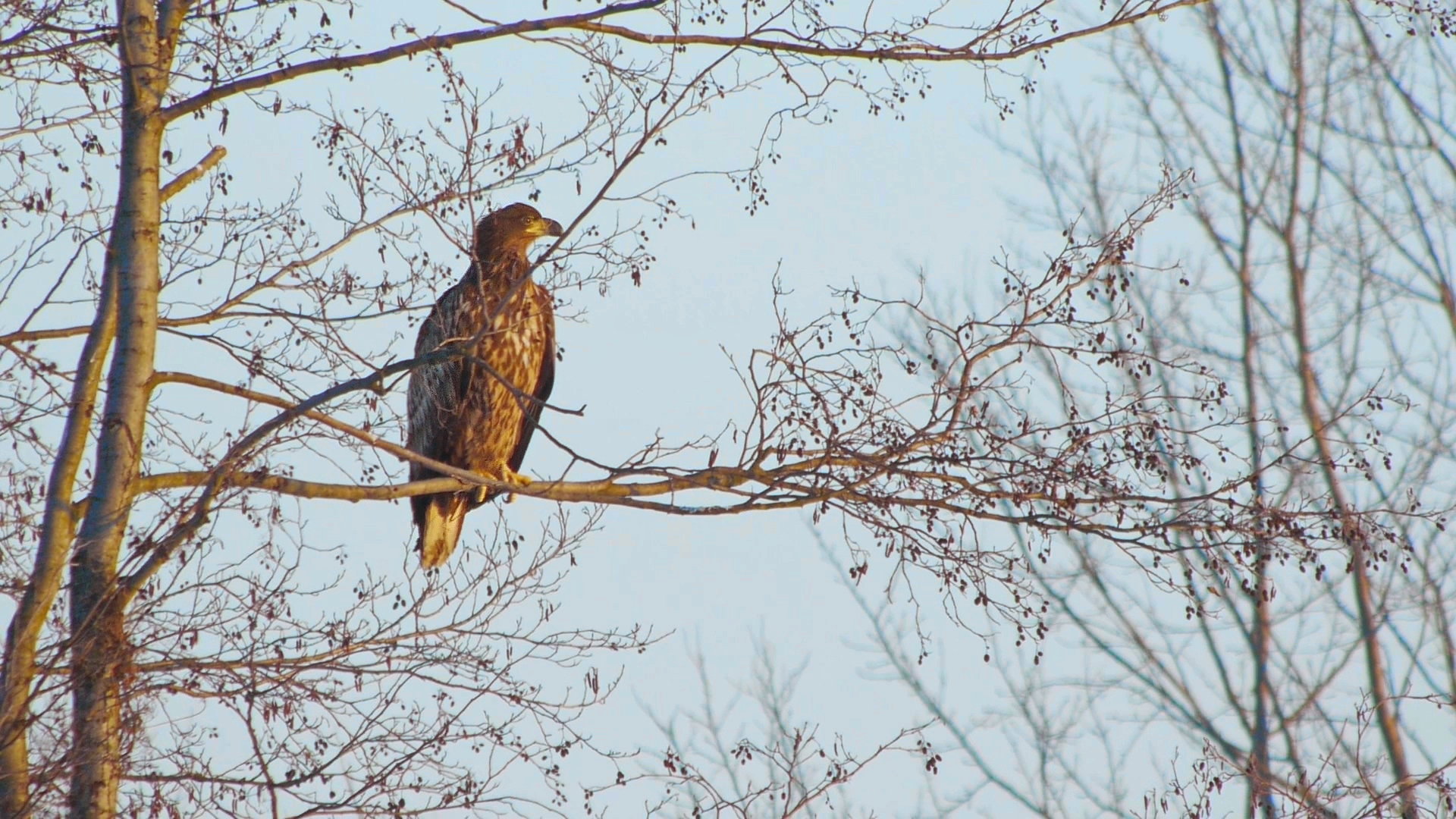 National Bird of Poland